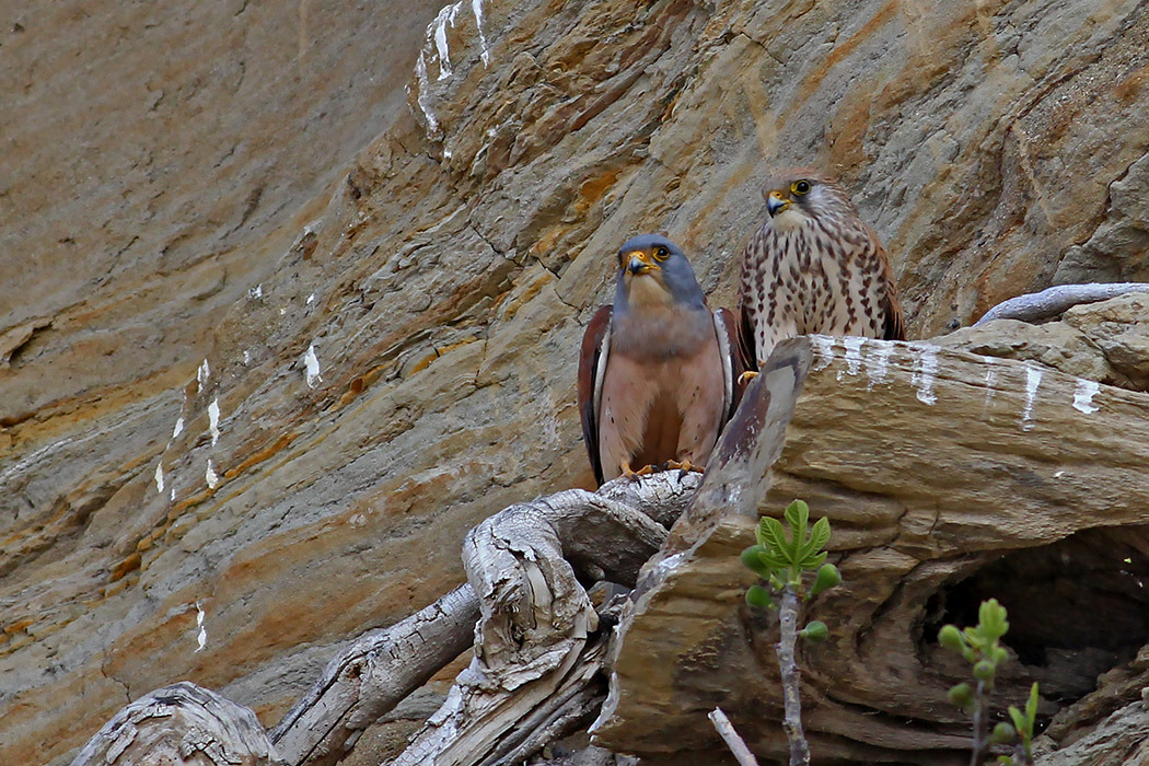 Lesser Kestrel