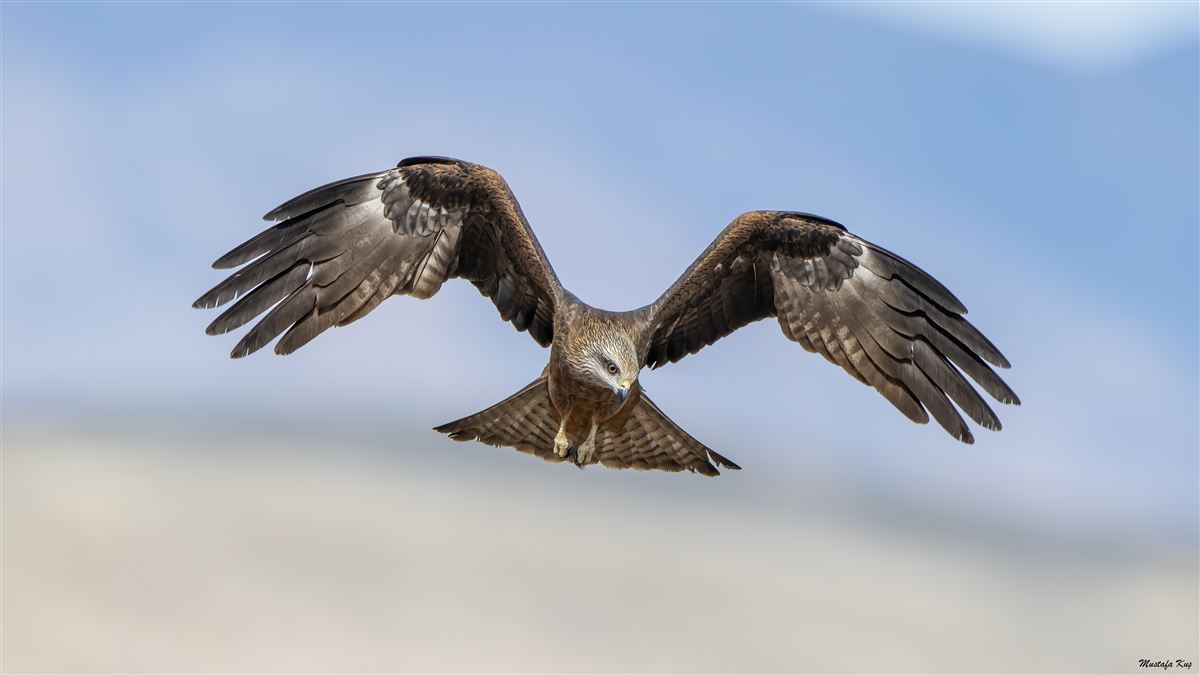 Black Kite