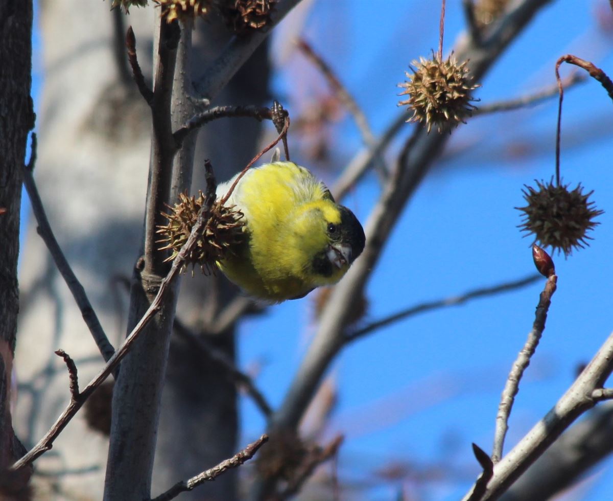 Eurasian Siskin