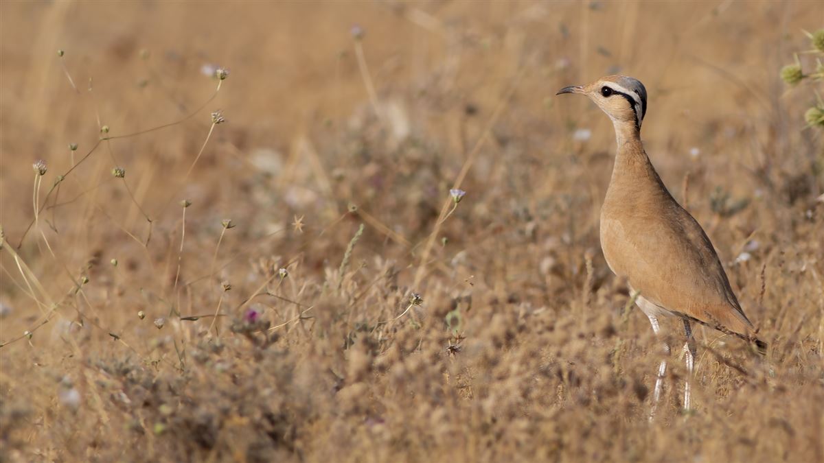 Cream-colored Courser