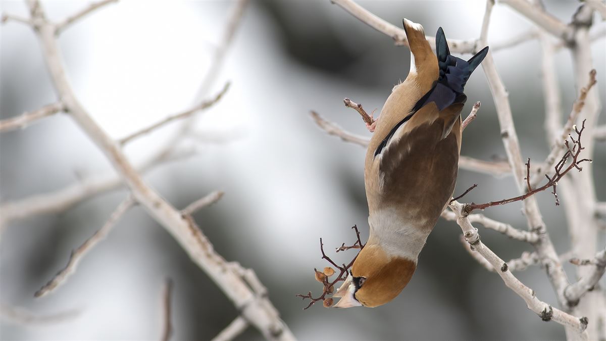 Hawfinch