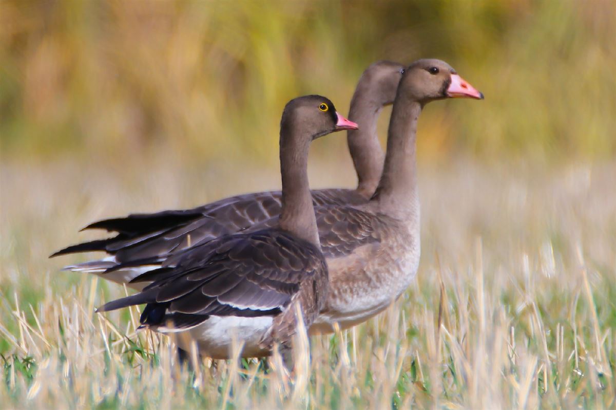 Lesser White-fronted Goose