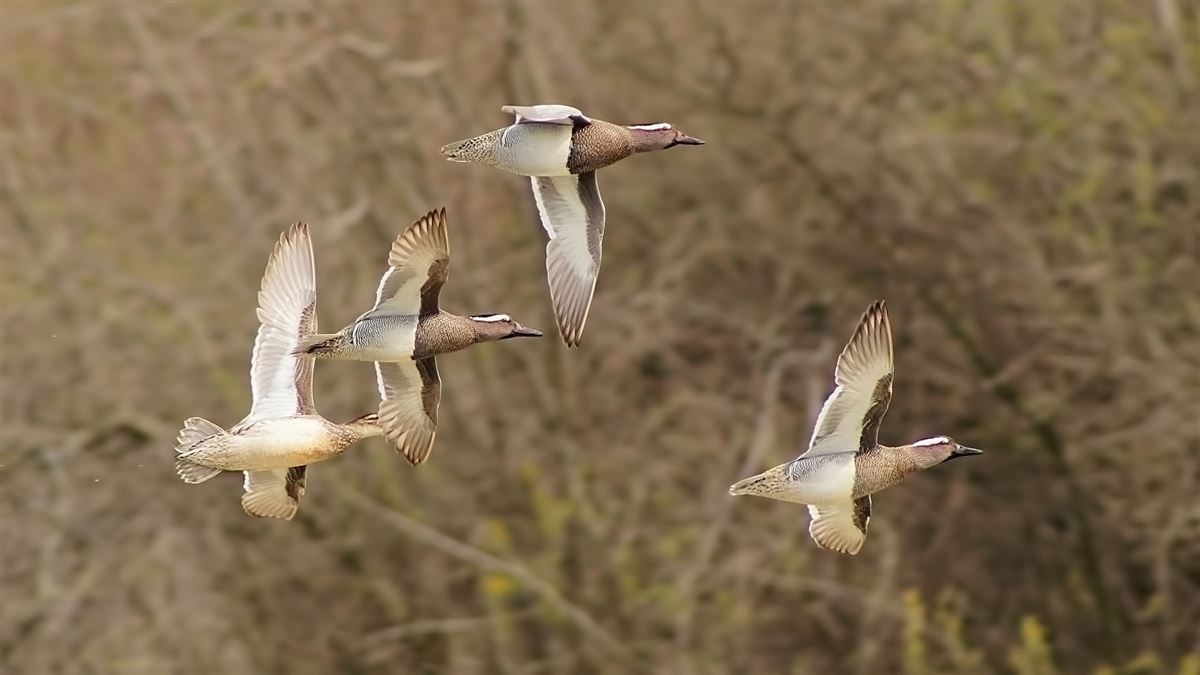 Garganey