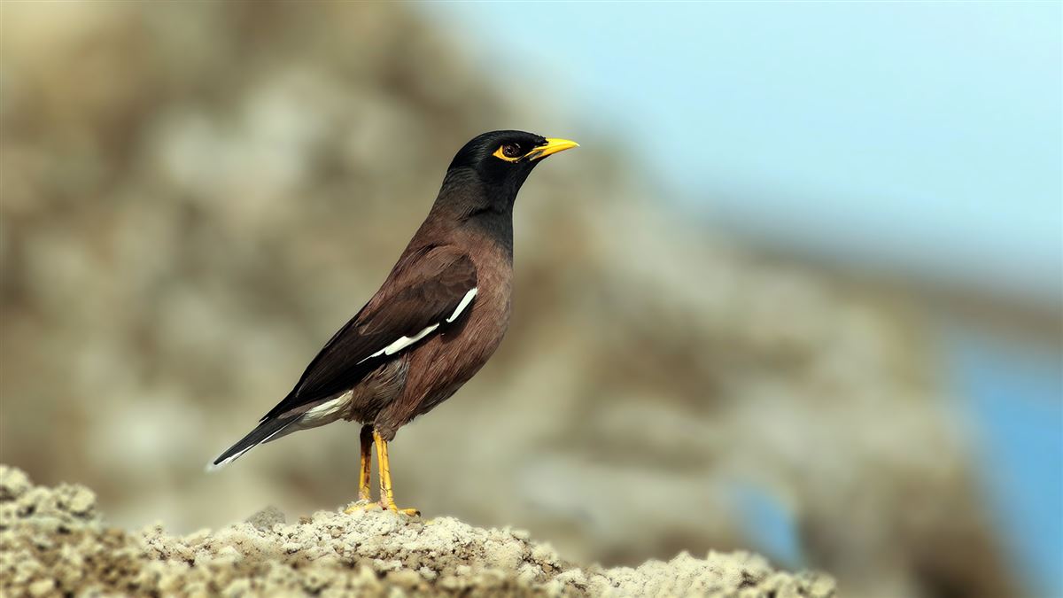Common Myna