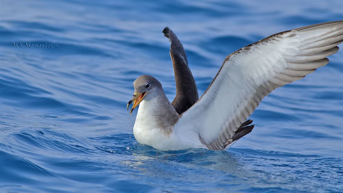 Scopoli`s Shearwater