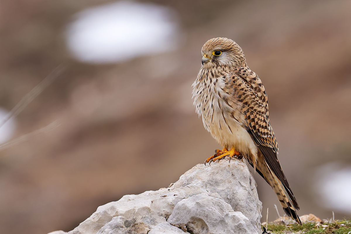 Common Kestrel