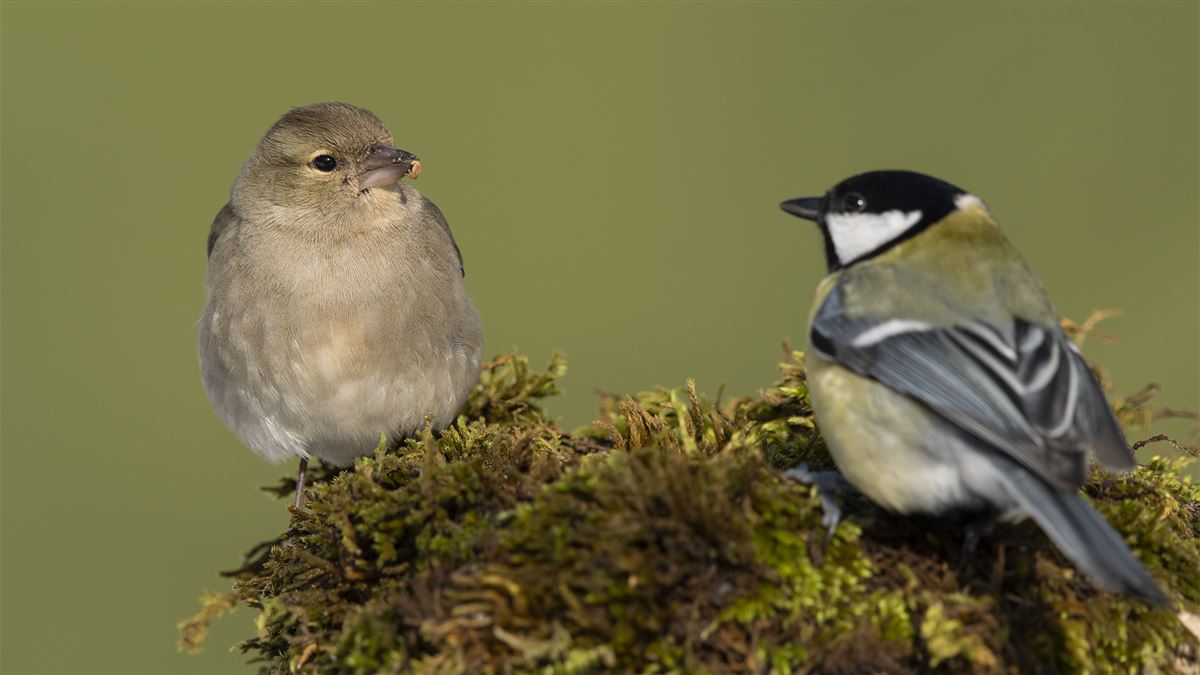 Eurasian Chaffinch