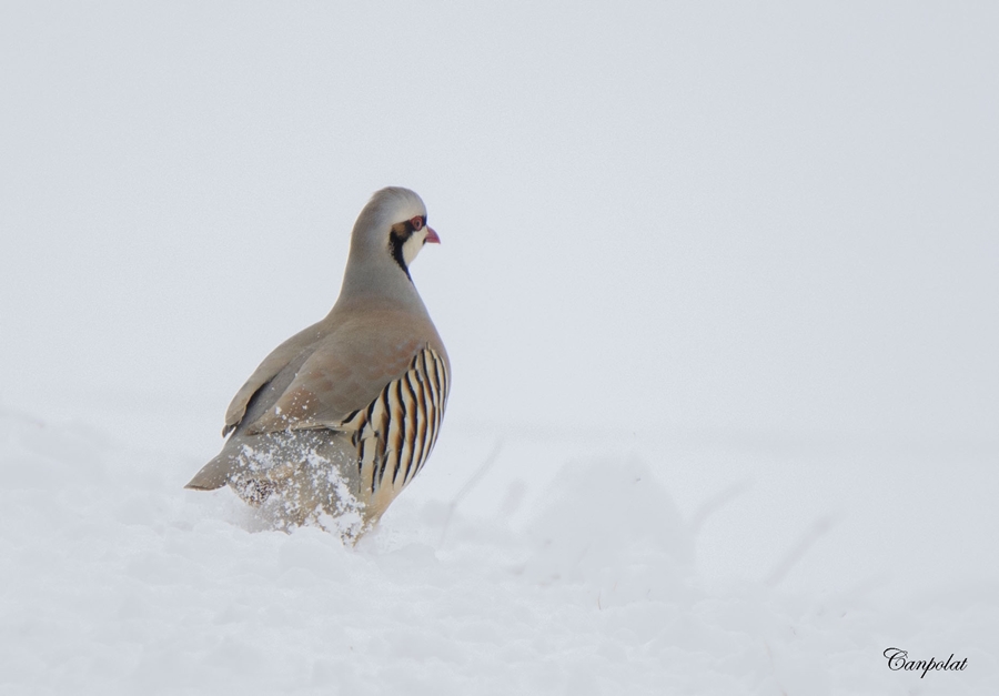 Chukar Partridge
