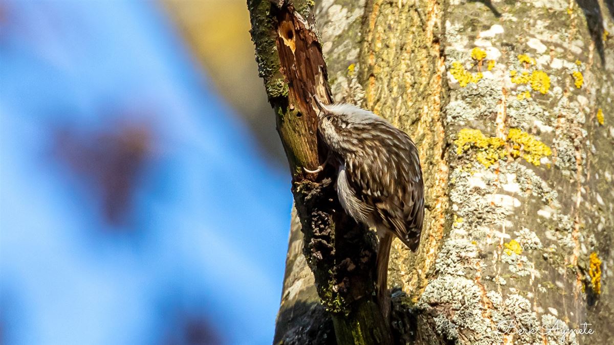 Short-toed Treecreeper