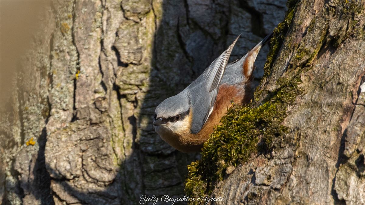 Eurasian Nuthatch