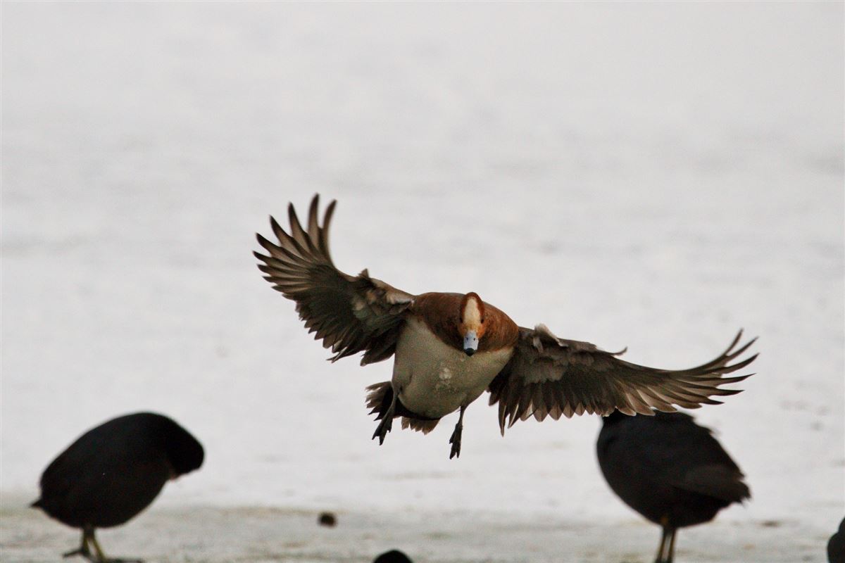 Eurasian Wigeon