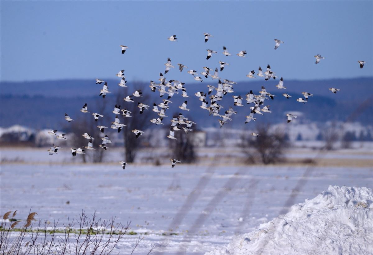 Snow Bunting