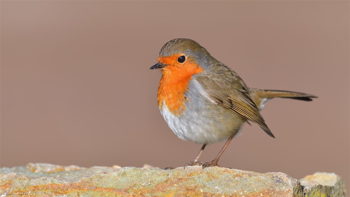 European Robin