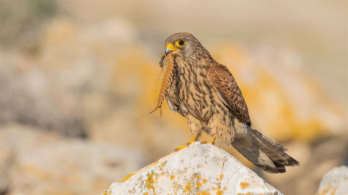Lesser Kestrel