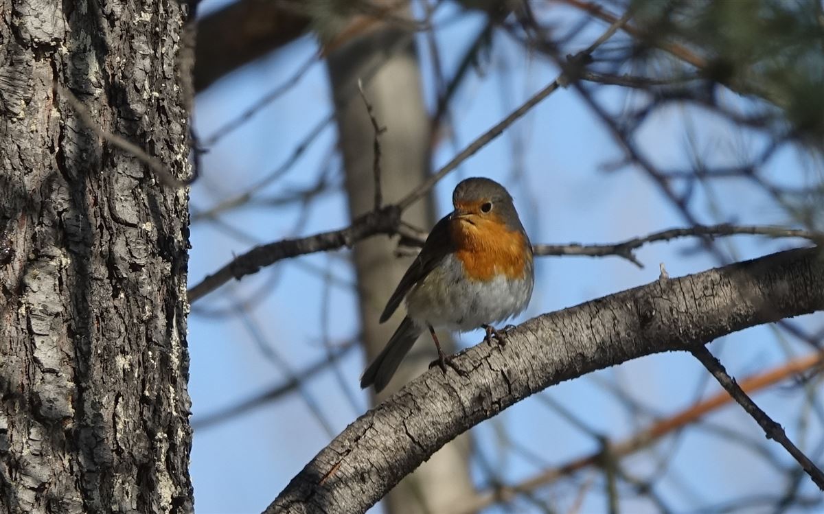 European Robin