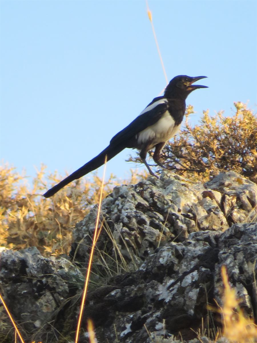 Eurasian Magpie
