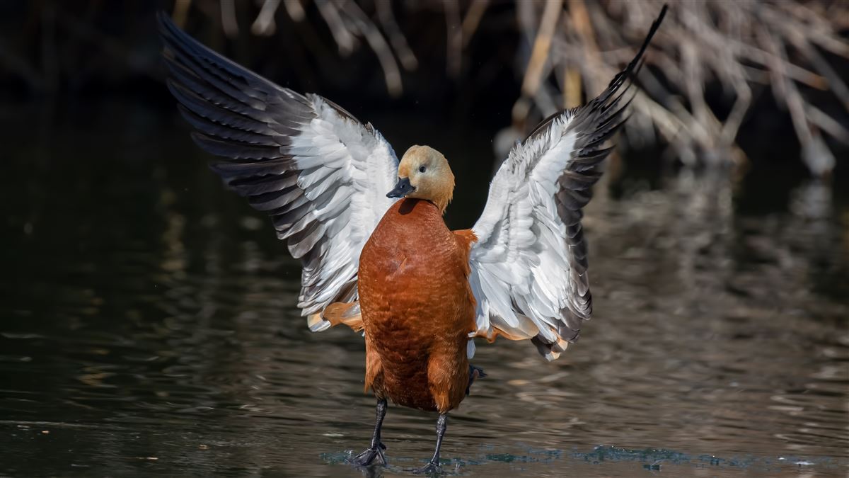 Ruddy Shelduck