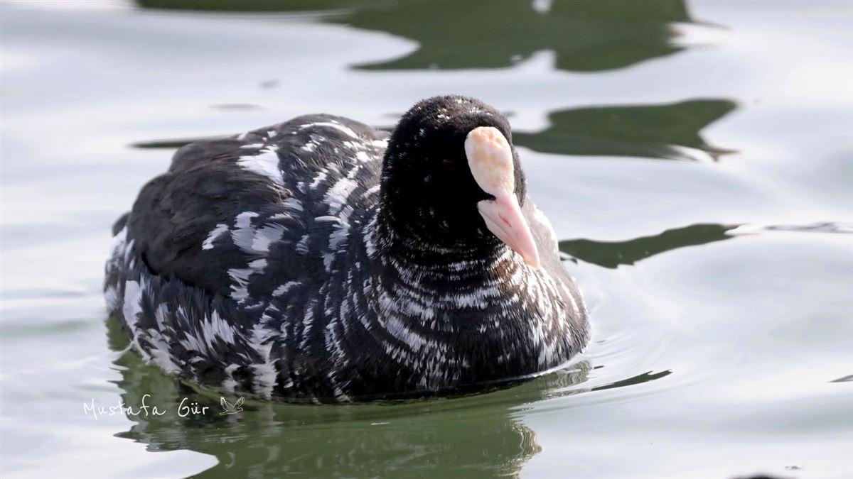 Eurasian Coot