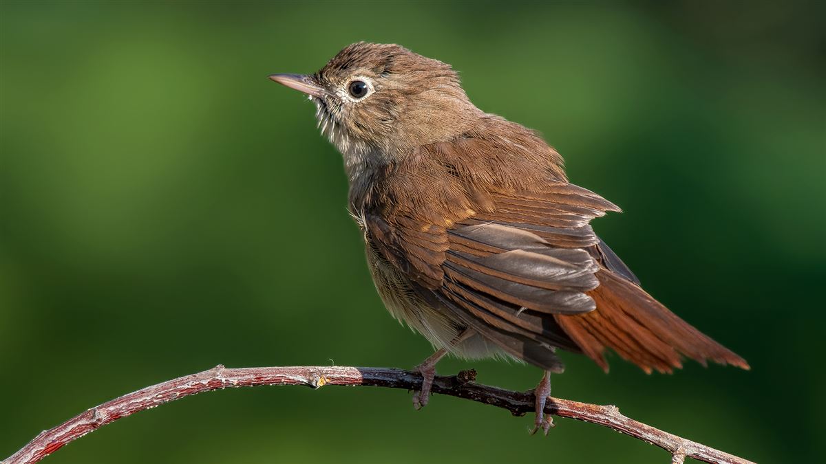 Common Nightingale