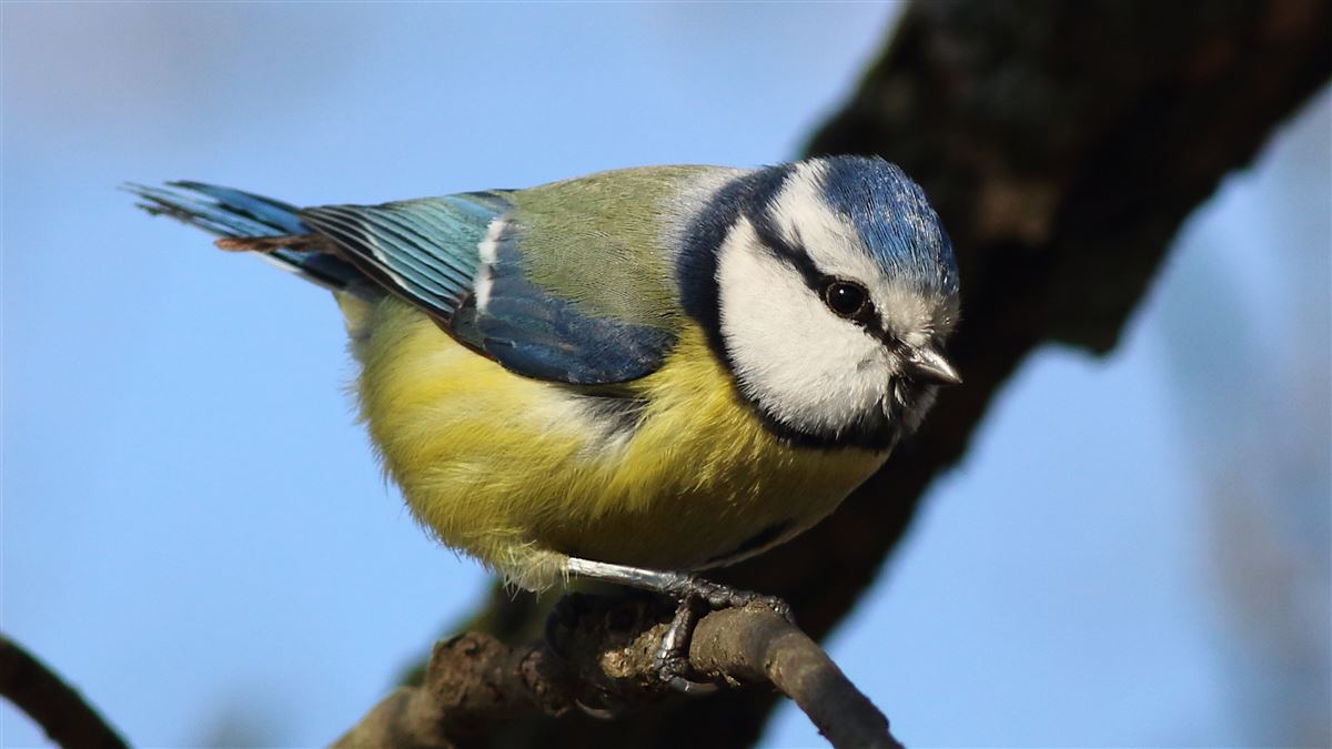 Eurasian Blue Tit