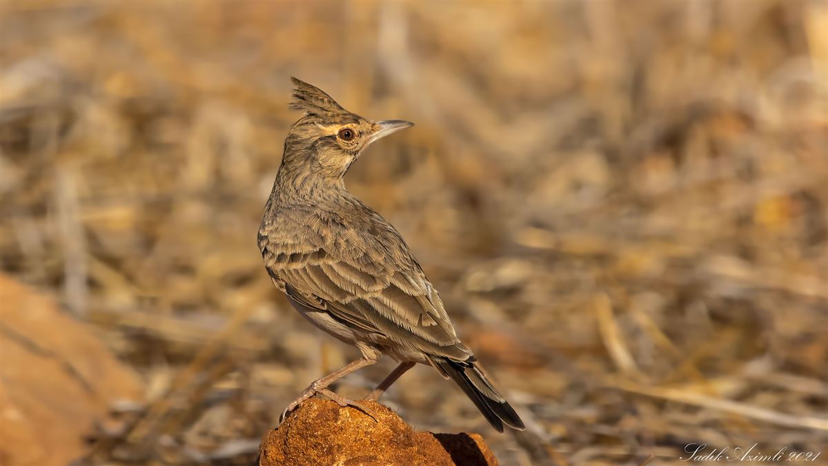 Crested Lark