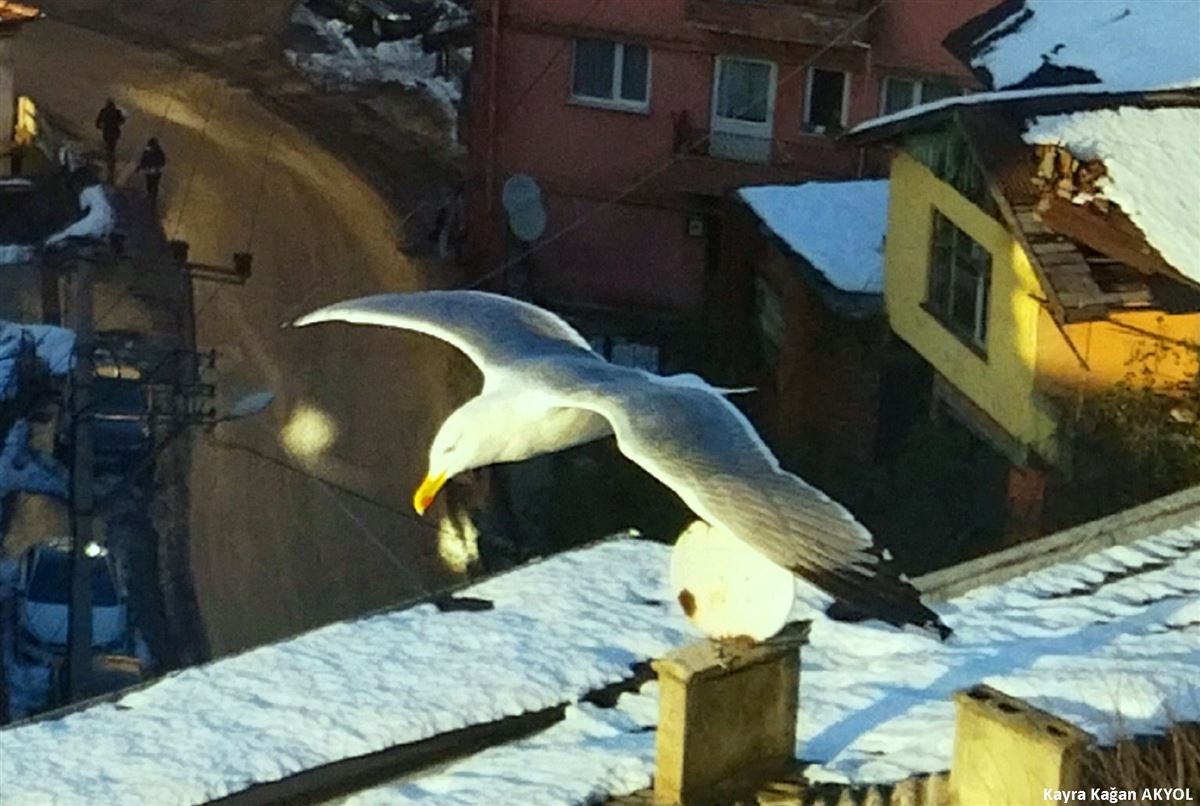 Yellow-legged Gull