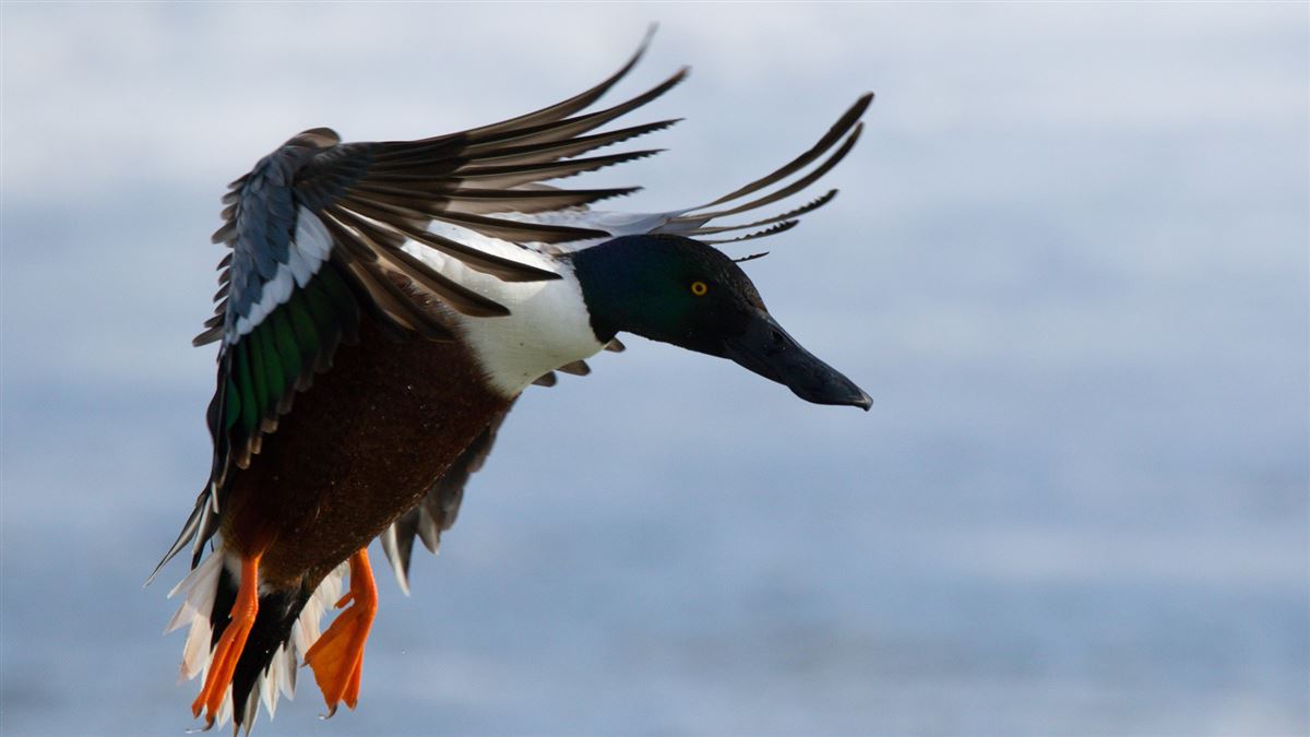Northern Shoveler