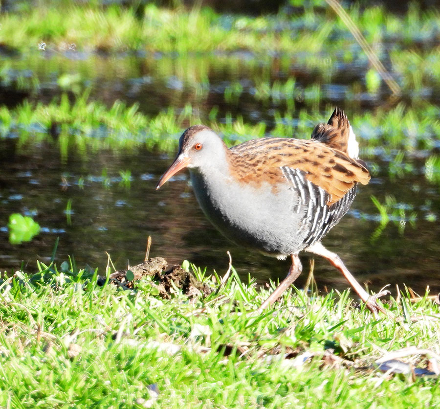 Water Rail