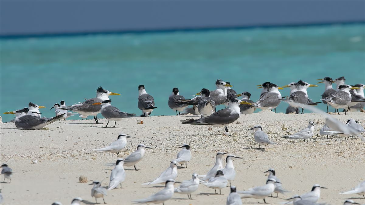 Lesser Crested Tern