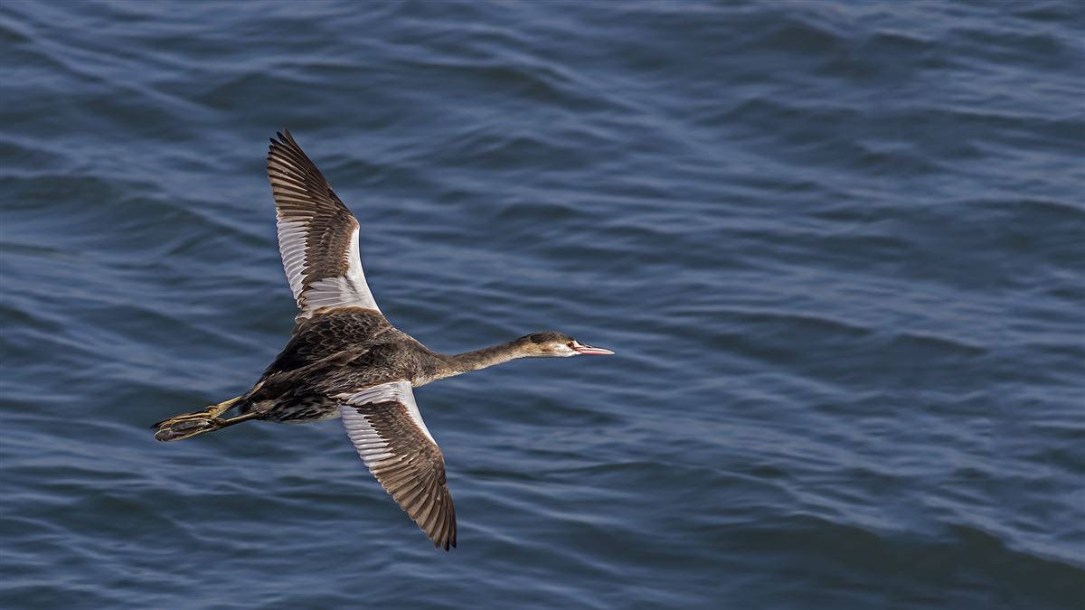 Great Crested Grebe