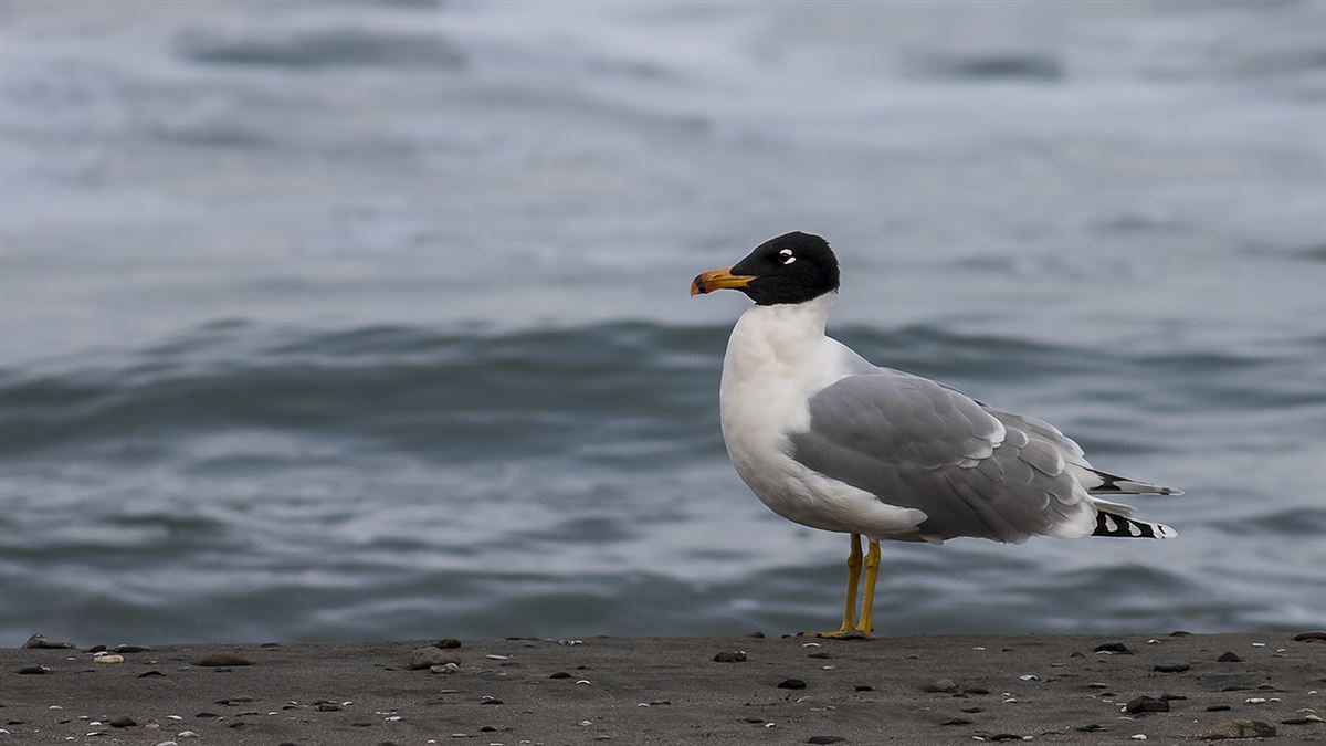 Pallas`s Gull