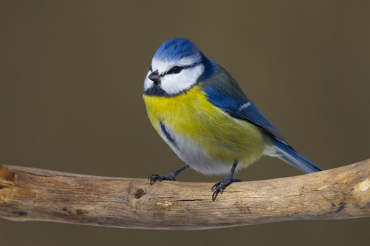 Eurasian Blue Tit