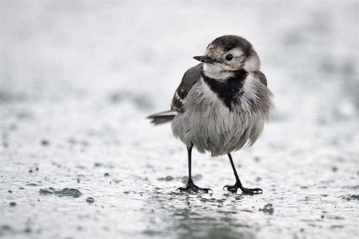 White Wagtail