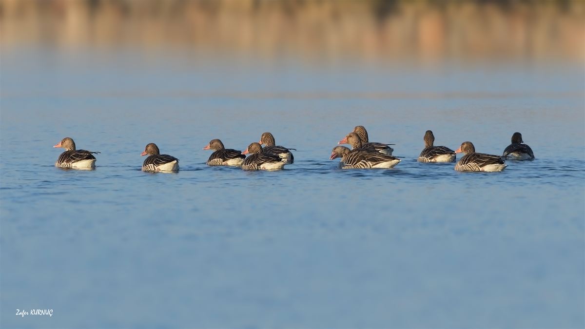 Greylag Goose