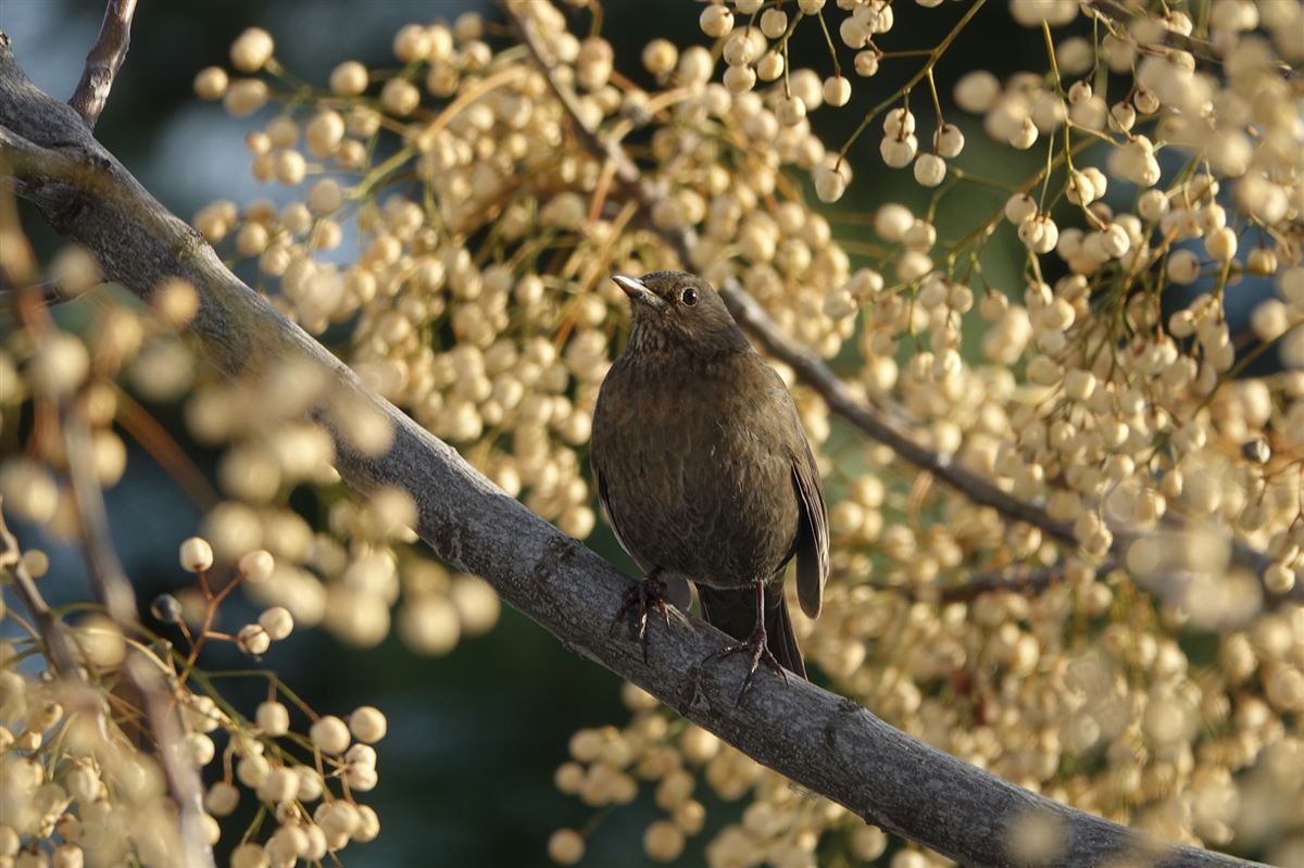 Common Blackbird