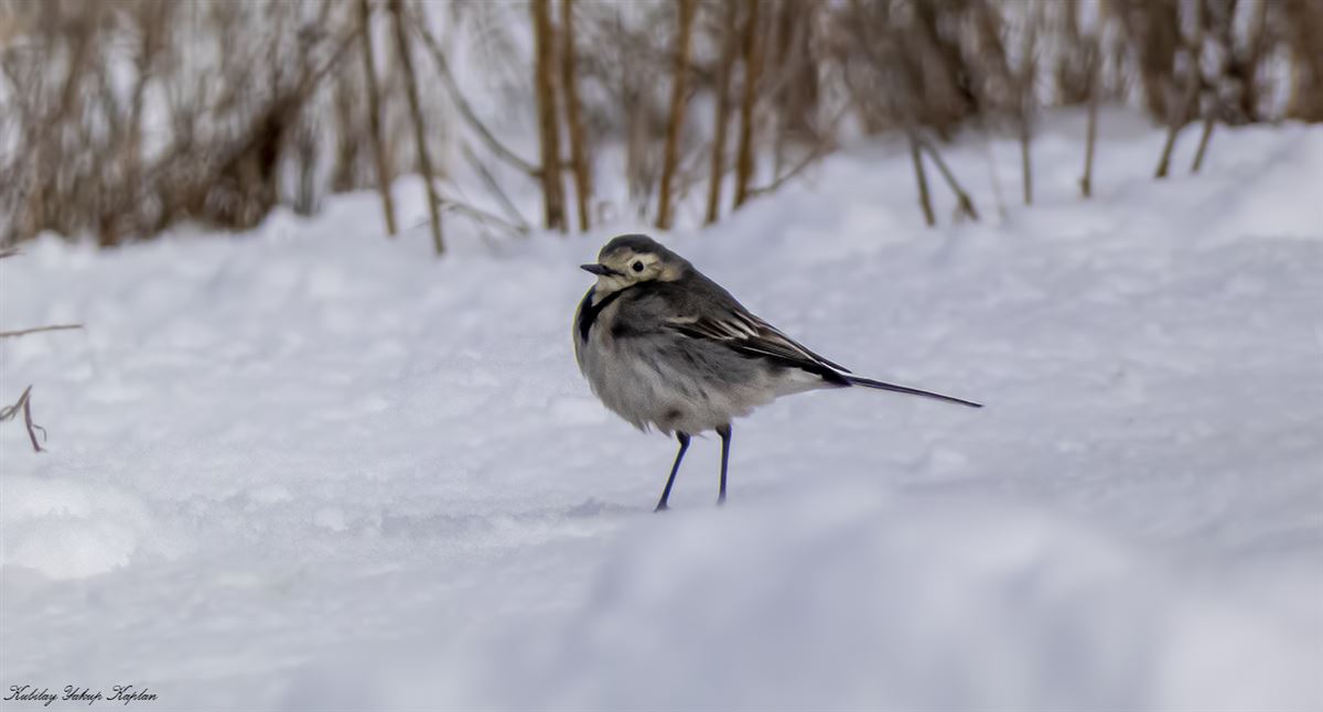 White Wagtail