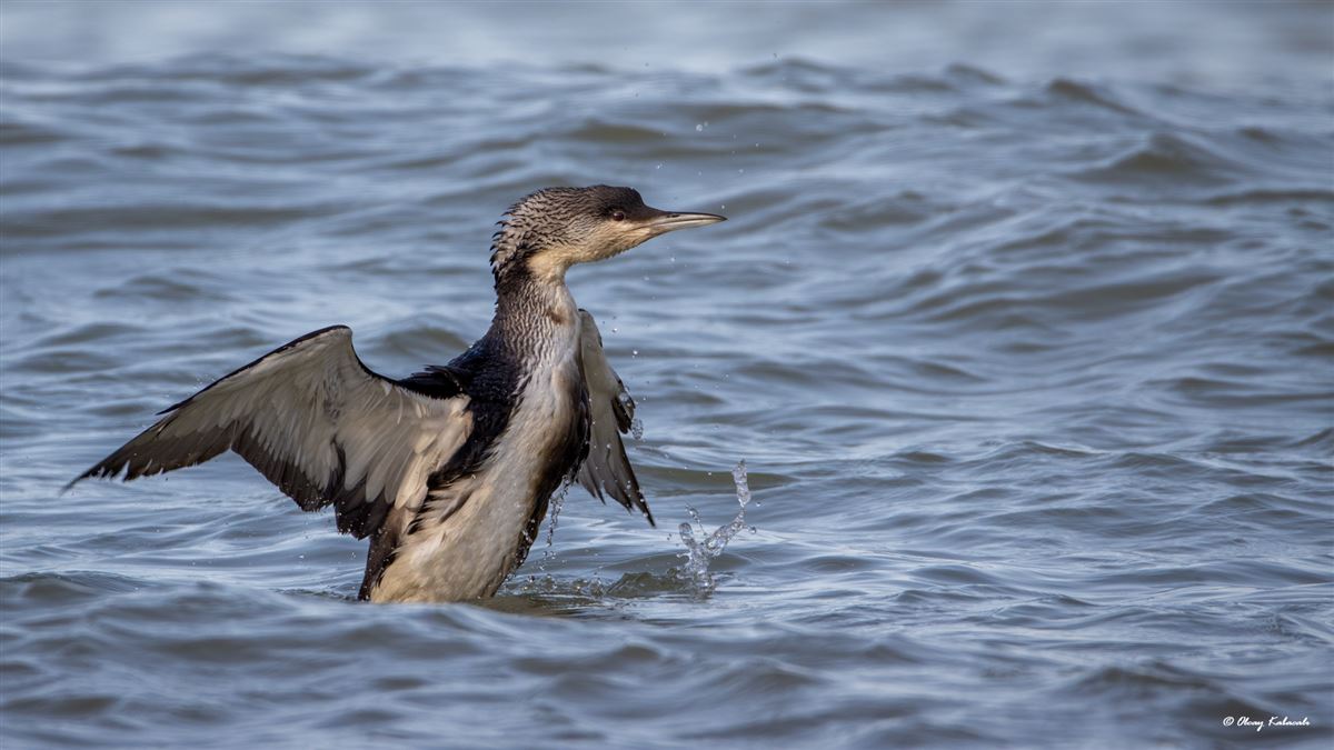 Black-throated Loon