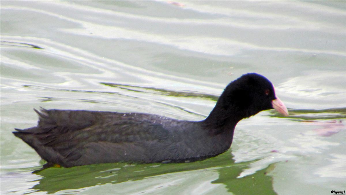 Eurasian Coot