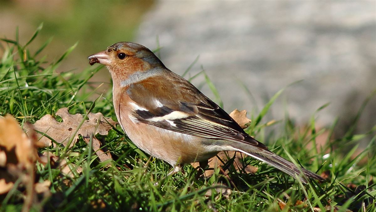 Eurasian Chaffinch