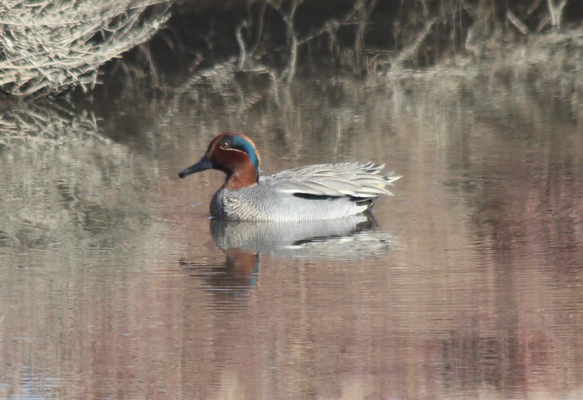 Eurasian Teal
