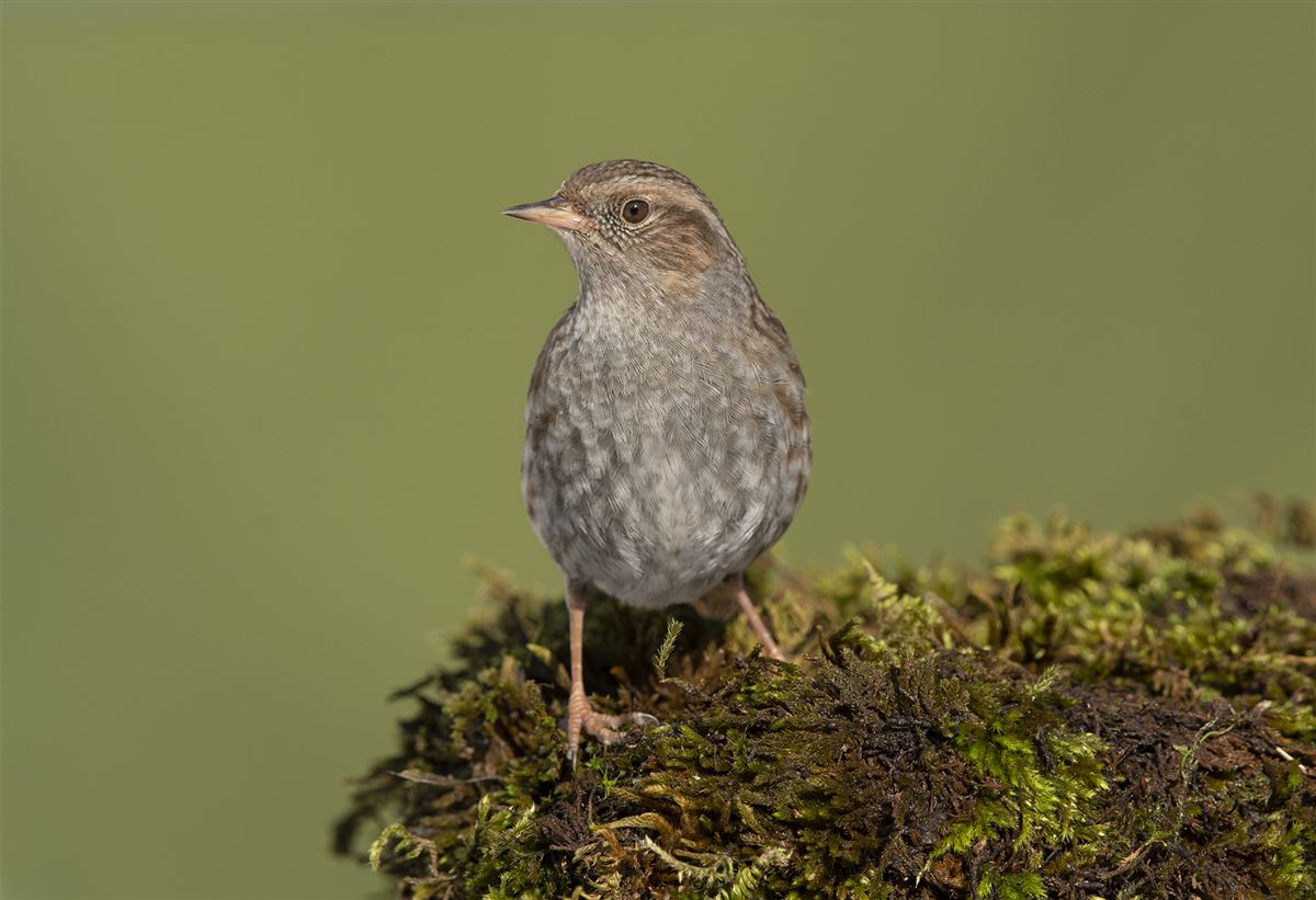 Dunnock
