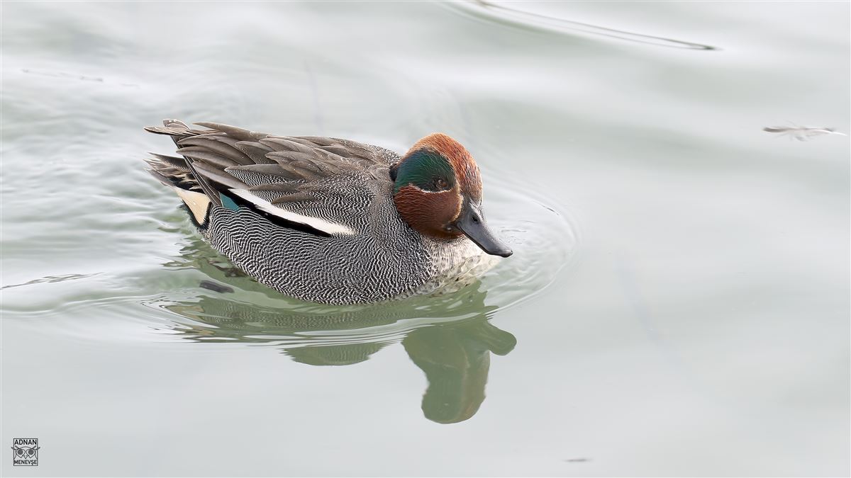 Eurasian Teal