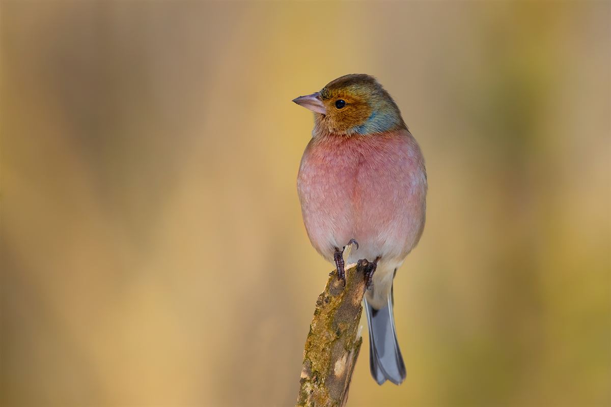 Eurasian Chaffinch