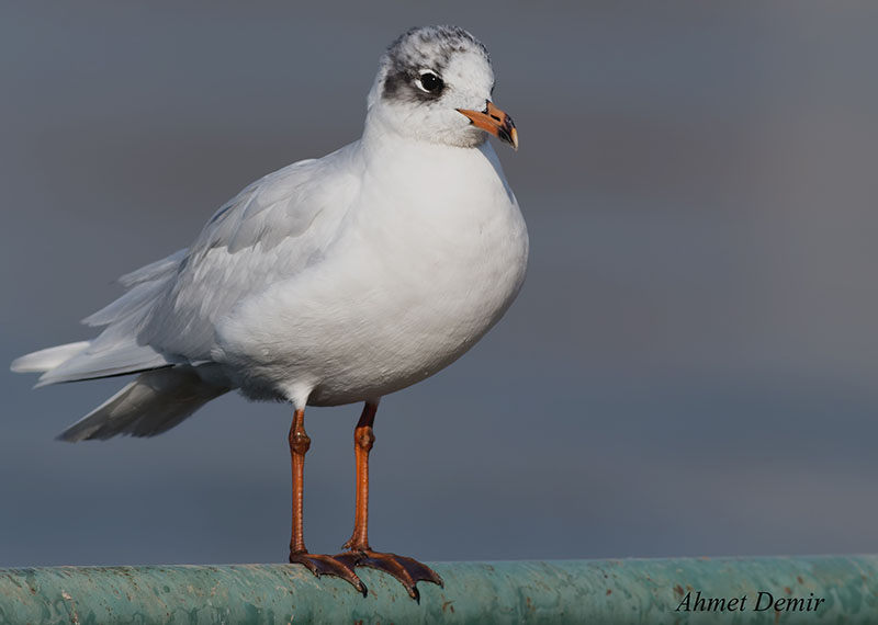 Mediterranean Gull