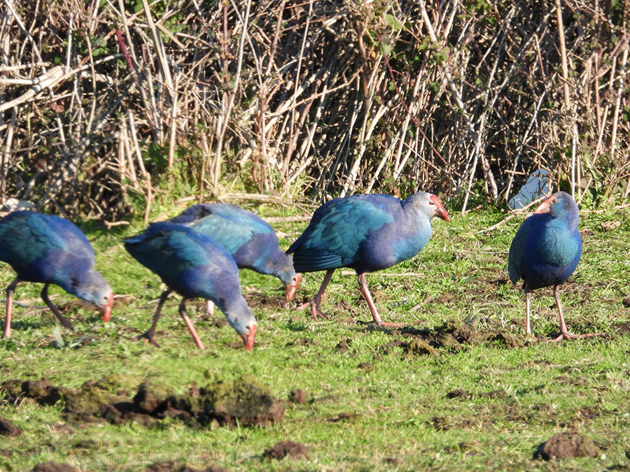 Grey-headed Swamphen