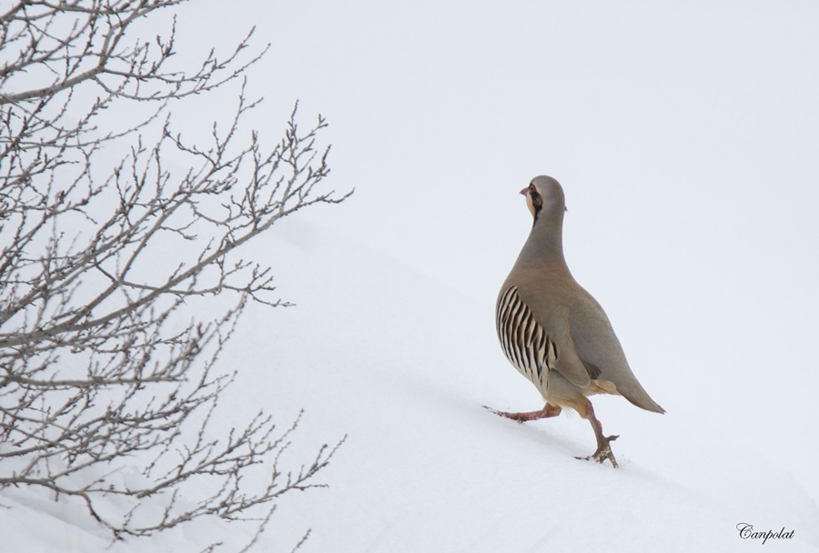 Chukar Partridge