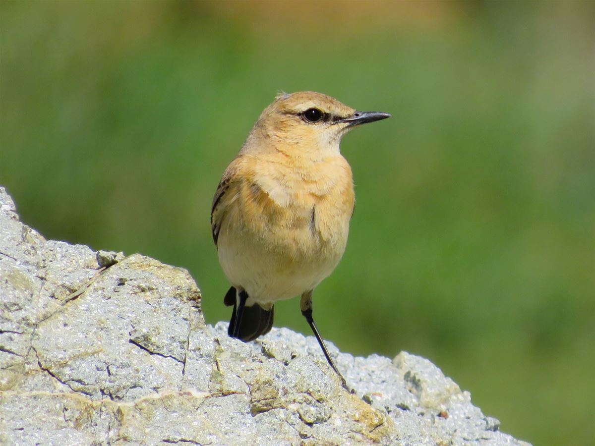 Isabelline Wheatear