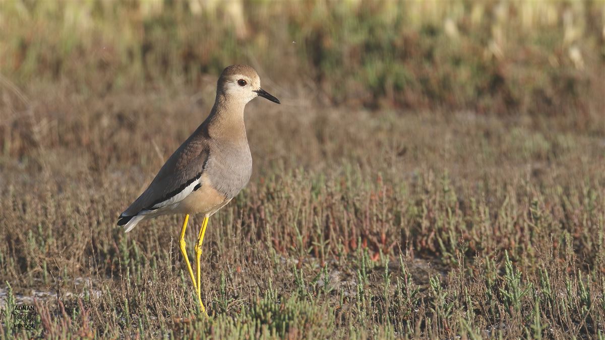 White-tailed Lapwing