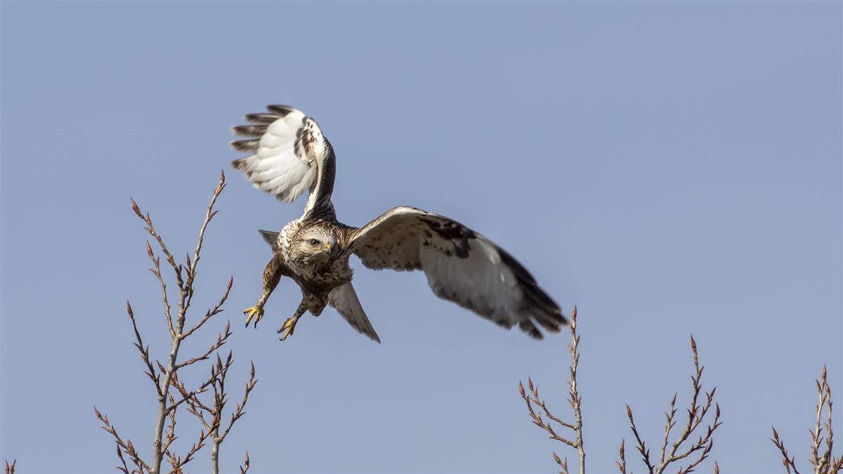Rough-legged Buzzard