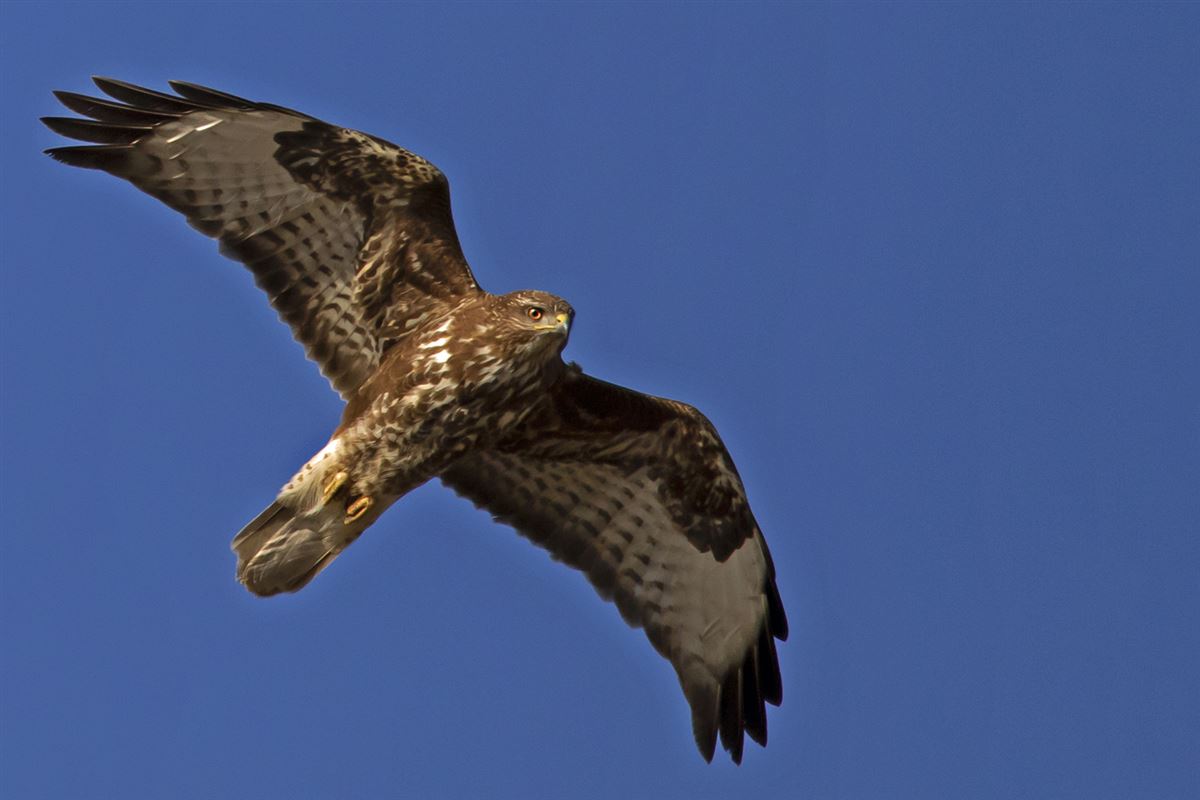 Common Buzzard